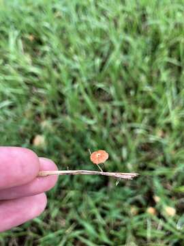 Marasmius graminum (Lib.) Berk. 1860的圖片