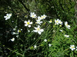 Plancia ëd Ranunculus platanifolius L.