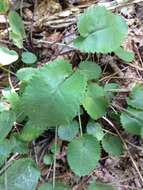 Image of serpentine ragwort