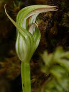 Image of Pterostylis irsoniana Hatch