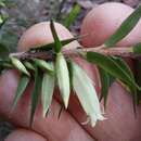 Image of <i>Epacris <i>calvertiana</i></i> var. calvertiana