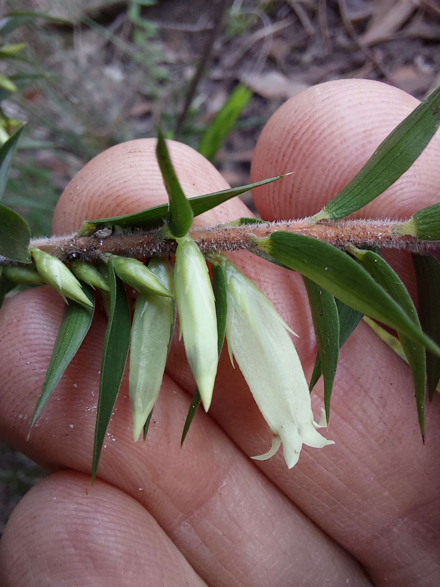 Image of <i>Epacris <i>calvertiana</i></i> var. calvertiana