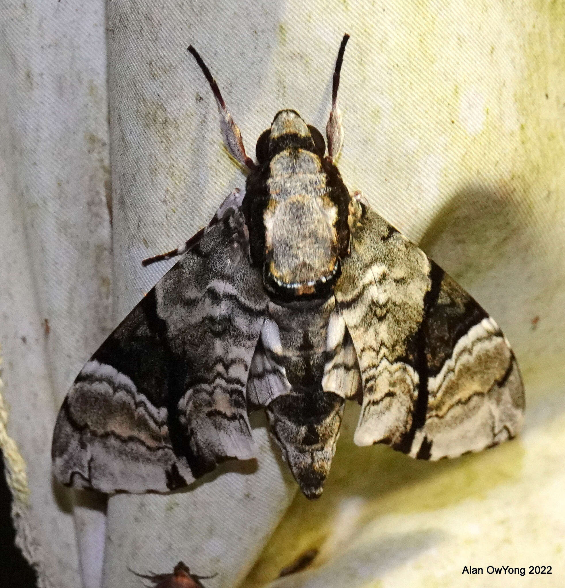 Image of Megacorma obliqua (Walker 1856)