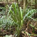 Image of Astelia australiana (J. H. Willis) L. B. Moore