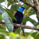 Image of Blue-necked Tanager