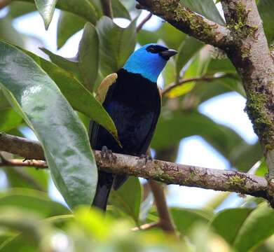 Image of Blue-necked Tanager