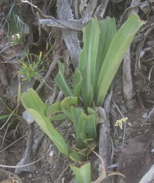 Imagem de Dichromanthus michuacanus (Lex.) Salazar & Soto Arenas