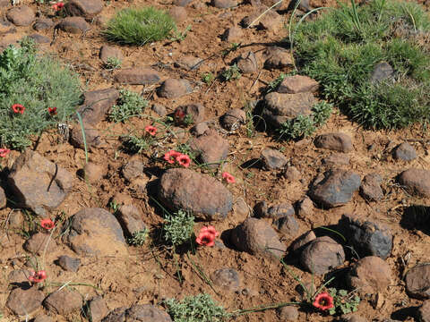 Image of Romulea monadelpha (Sweet ex Steud.) Baker