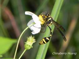 Image of Phimenes flavopictus formosanus (Zimm. 1931)