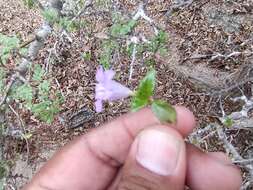 صورة Ruellia californica subsp. peninsularis (Rose) T. F. Daniel