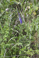 Image of Veronica rotunda subsp. subintegra (Nakai) A. Jelen.
