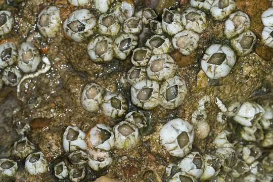 Image of bay barnacle