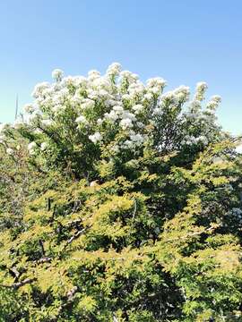 Image of Ageratina brevipes (DC.) R. King & H. Rob.