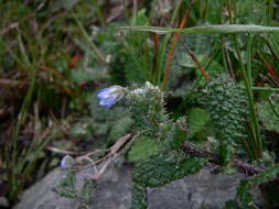 صورة Borago pygmaea (DC.) Chater & Greuter