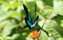 Image of Malabar Banded Peacock