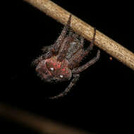 Imagem de Pararaneus cyrtoscapus (Pocock 1898)