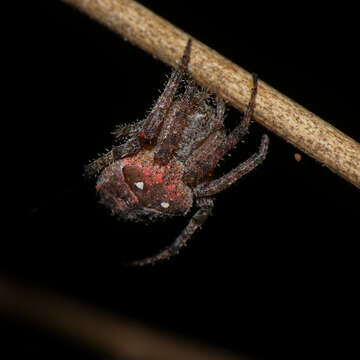 Image of Pararaneus cyrtoscapus (Pocock 1898)