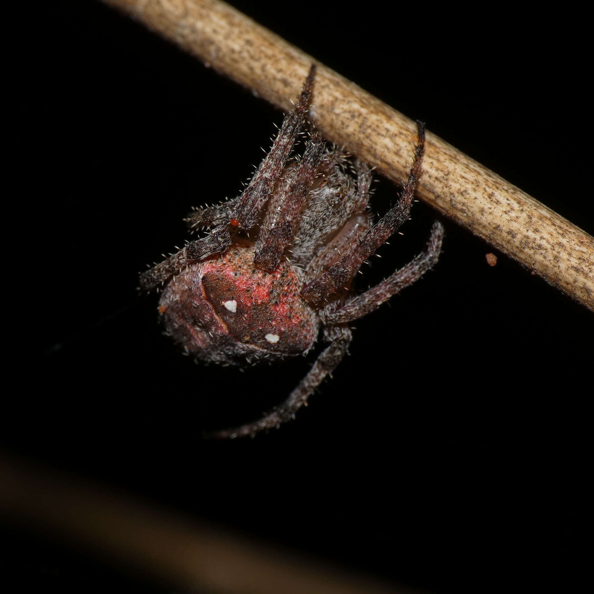 Image of Pararaneus cyrtoscapus (Pocock 1898)