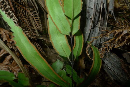 Image of Lindsaea vieillardii Mett.