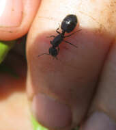 صورة Crematogaster peringueyi Emery 1895