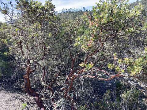 Image of La Panza manzanita