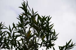 Image of Olea lancea Lam.