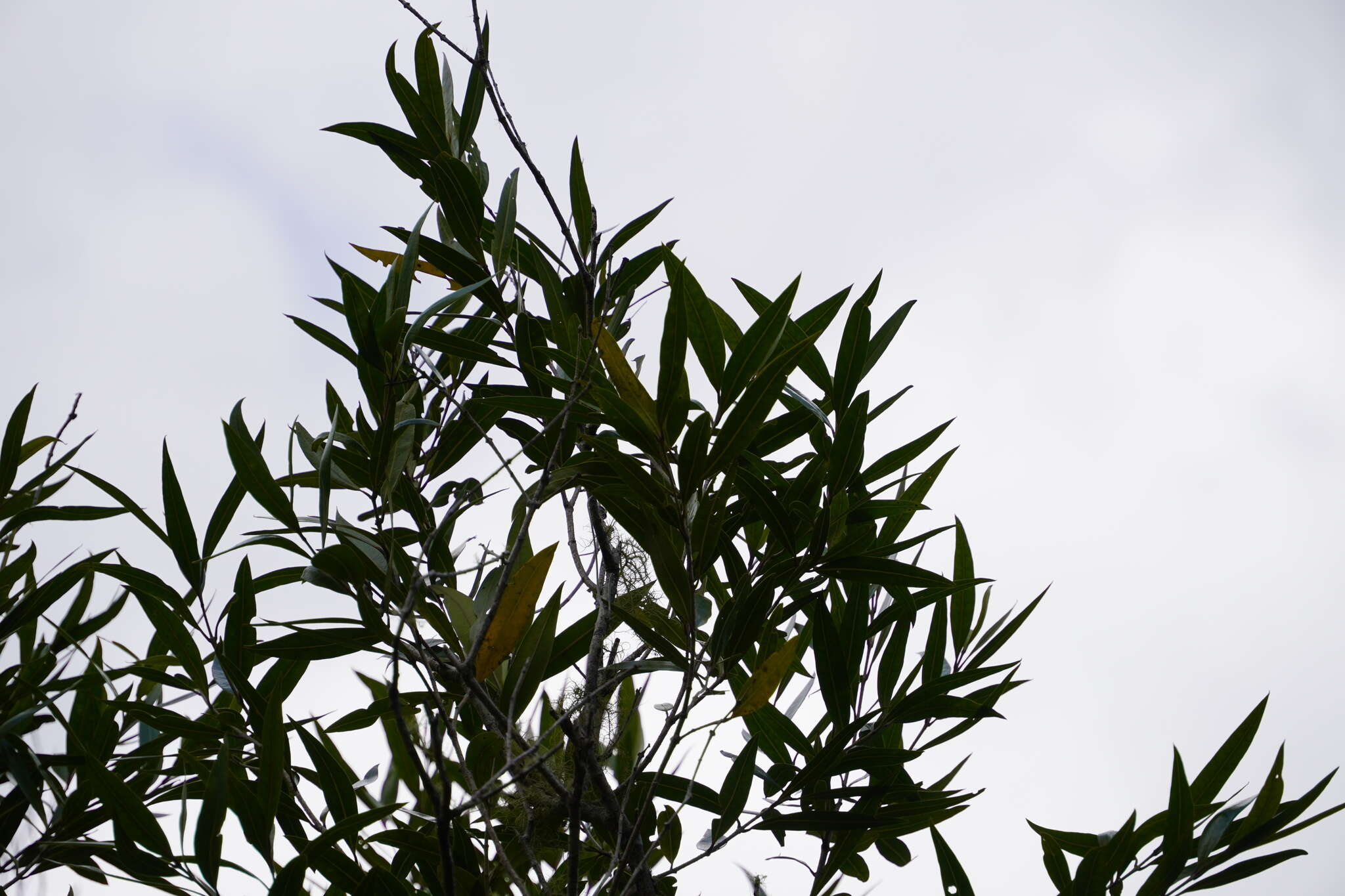 Image de bois d'olive blanc