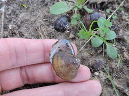 Image of Golden Freshwater Clam