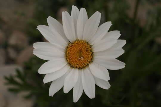 Слика од Leucanthemum coronopifolium Vill.