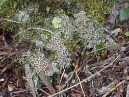 Image of Psoroma hypnorum var. paleaceum (Fr.) Rostr.