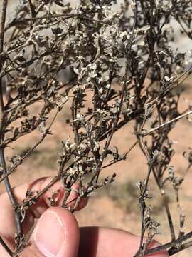 Imagem de Tidestromia lanuginosa (Nutt.) Standl.