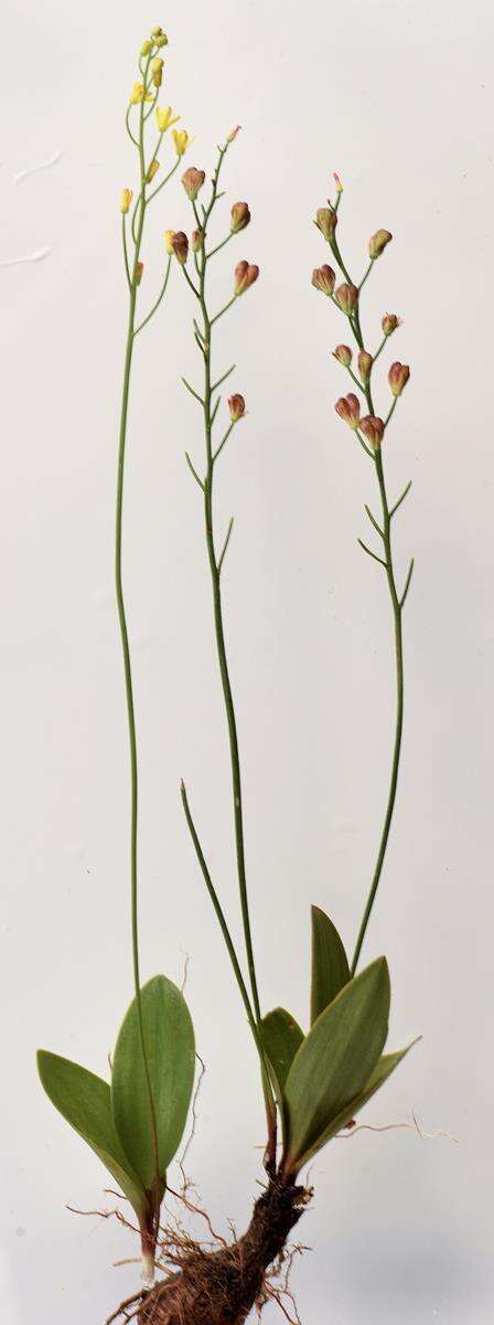 Image of Eriospermum mackenii subsp. galpinii (Schinz) P. L. Perry