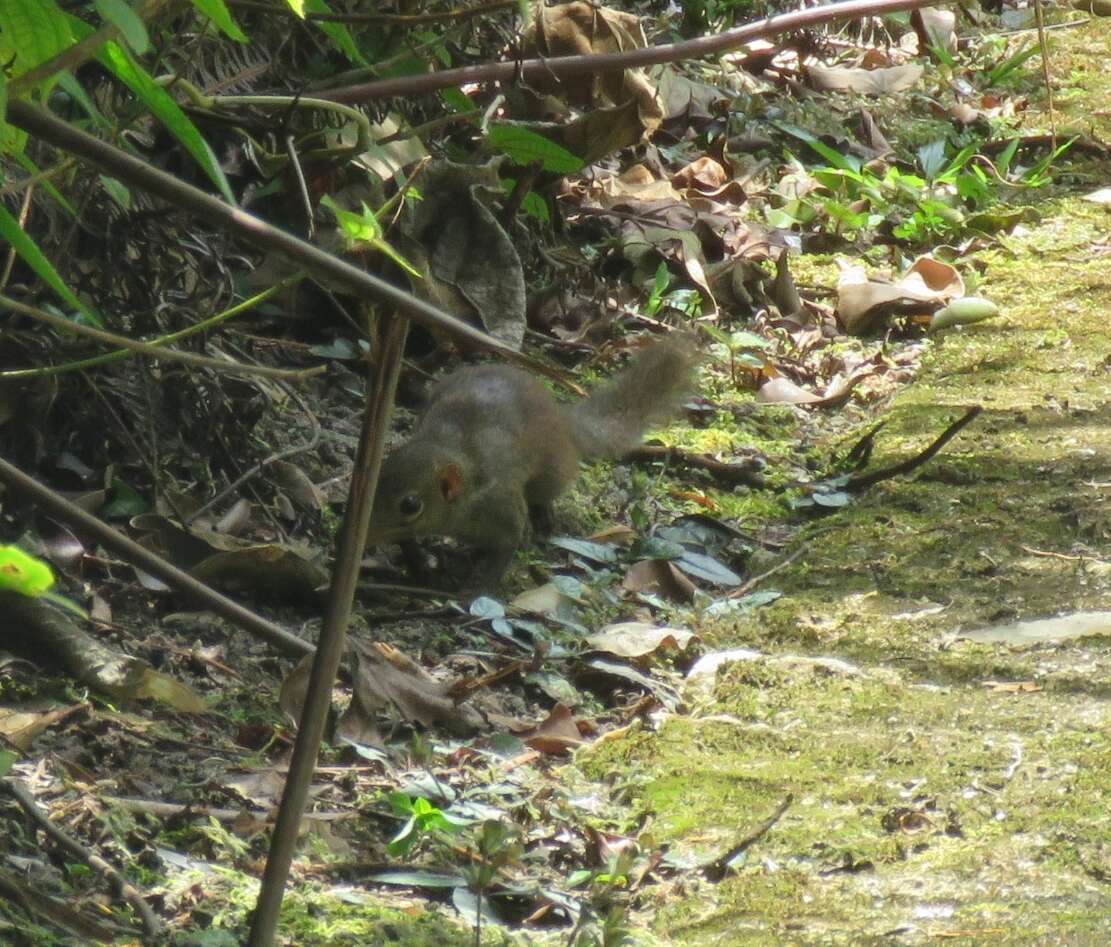 Image of Common Tree Shrew