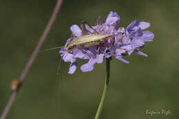 Image of tree-cricket