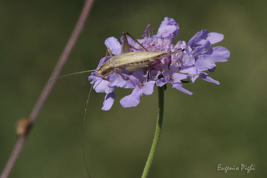 Image of tree-cricket