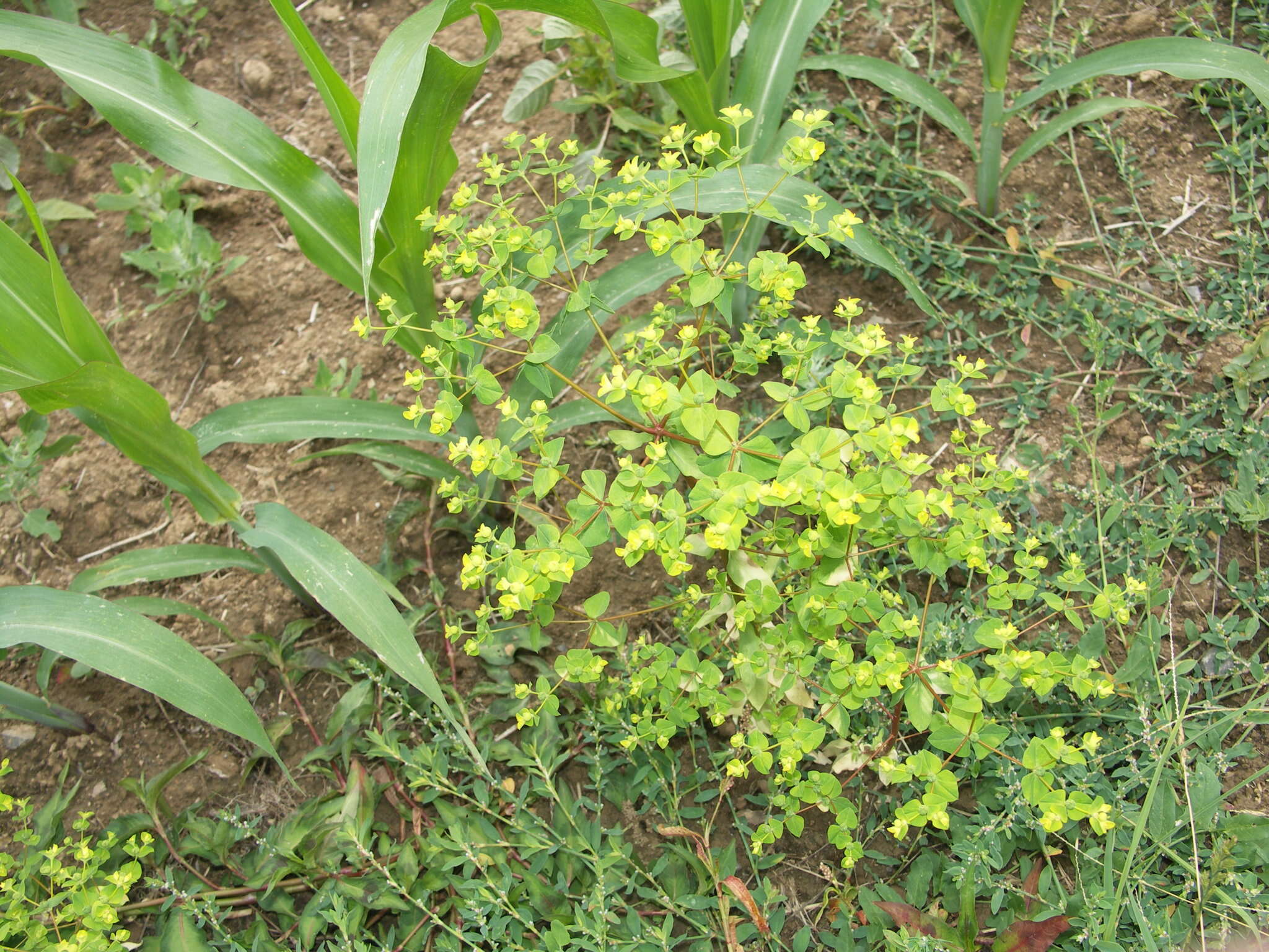 Euphorbia platyphyllos L.的圖片