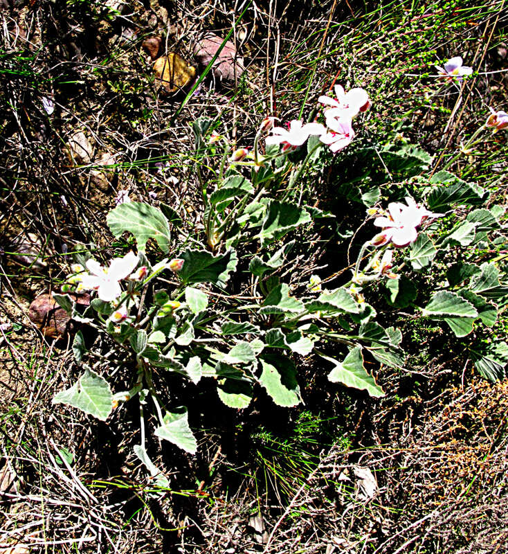 Image of Pelargonium ovale (Burm. fil.) L'Her.