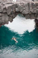 Image de Arctocéphale des Galapagos