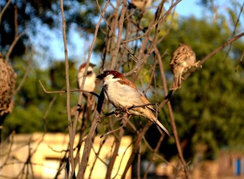 Passer domesticus indicus Jardine & Selby 1831 resmi