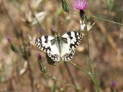 Imagem de Melanargia titea Klug 1832