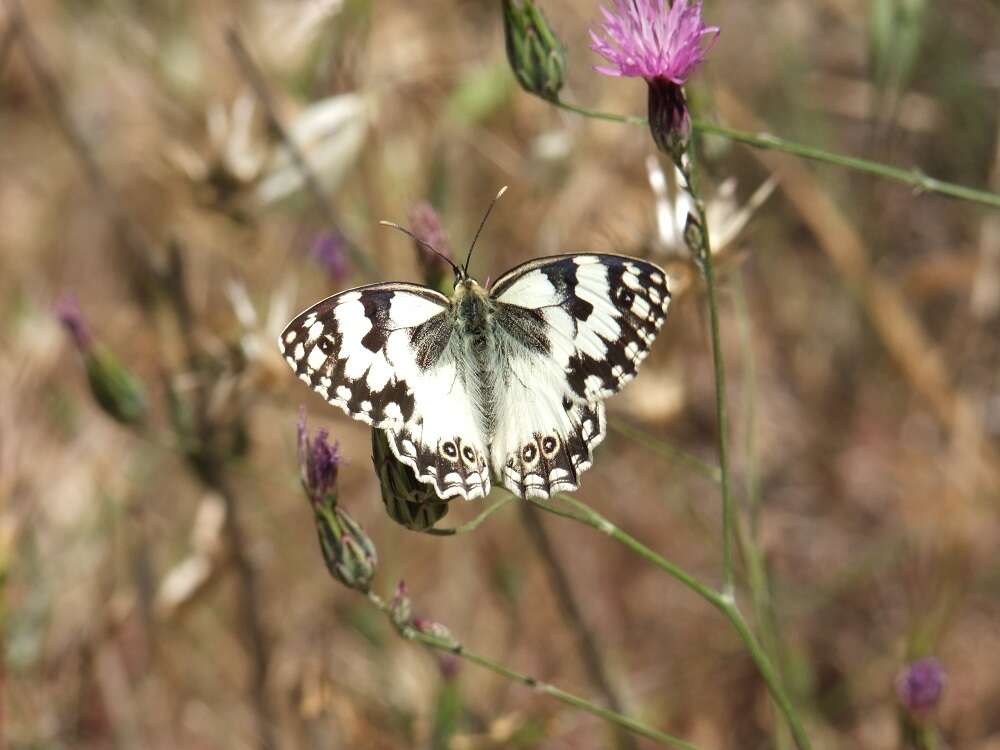 Image of Levantine Marbled White