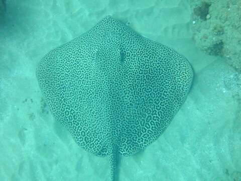 Image of Leopard Whipray