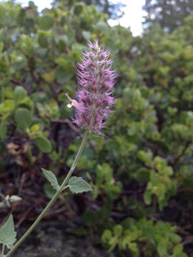 Imagem de Agastache parvifolia Eastw.