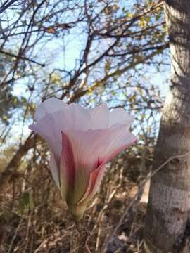 Image of Gossypium aridum (Rose & Standl.) Skovsted