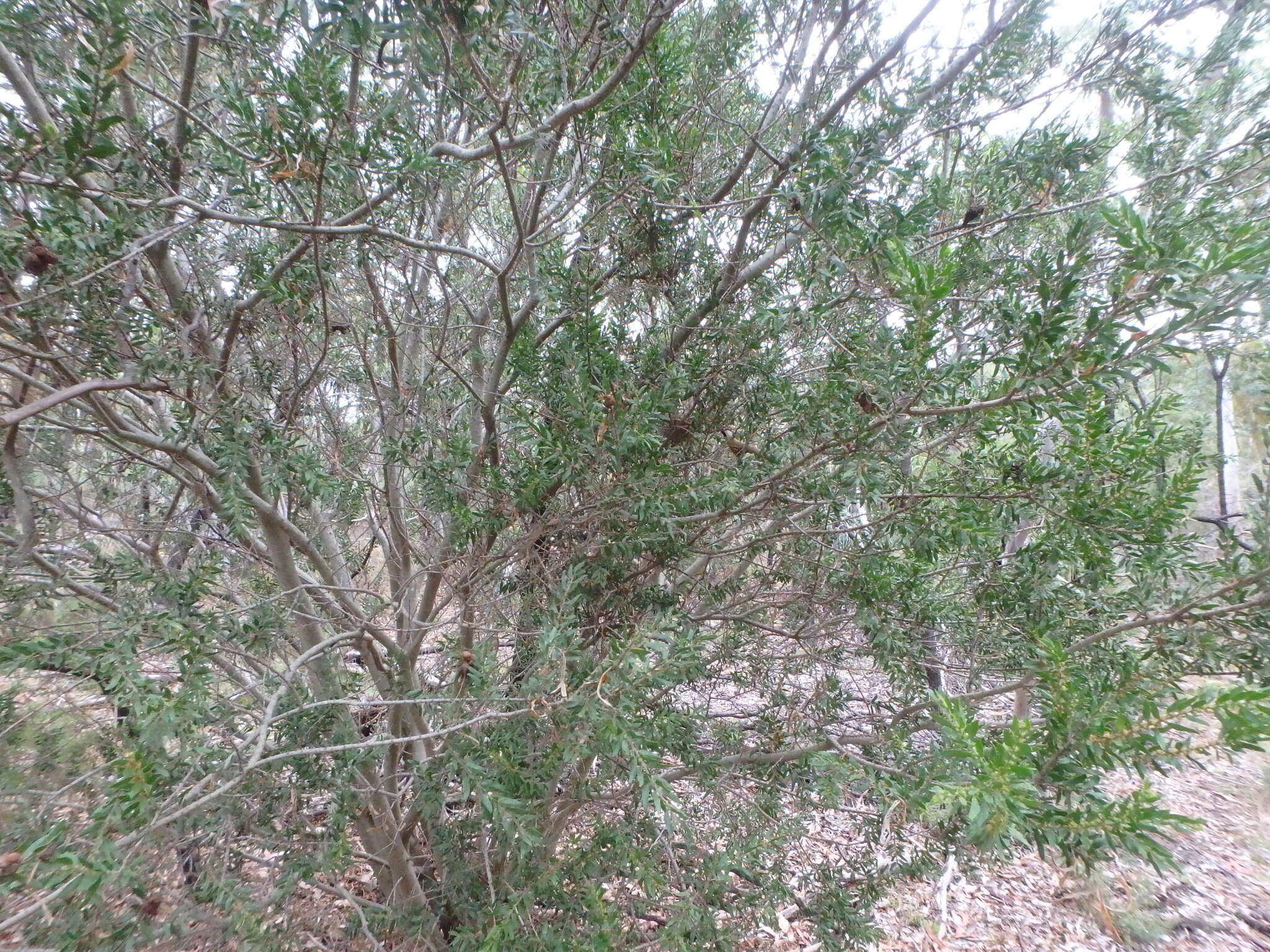 Plancia ëd Acacia tristis