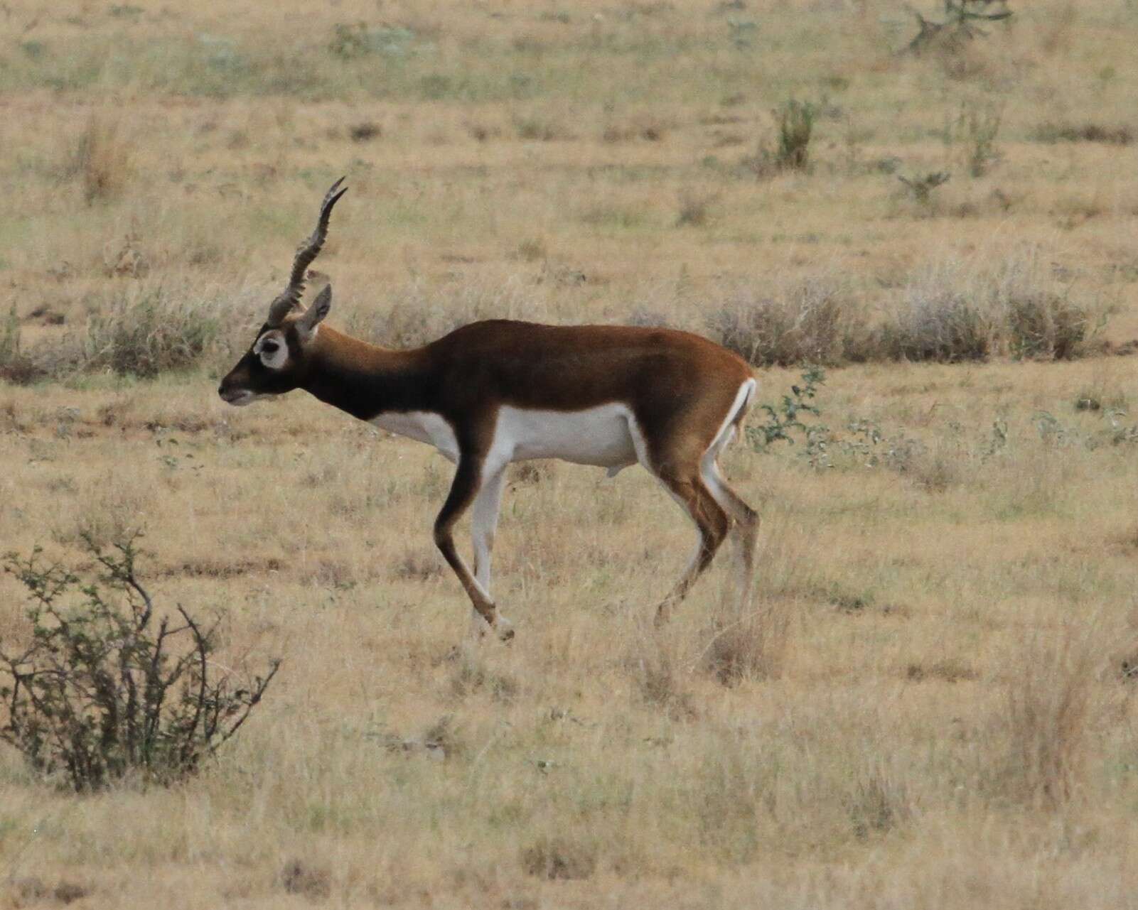 Image de Antilope Pallas 1766