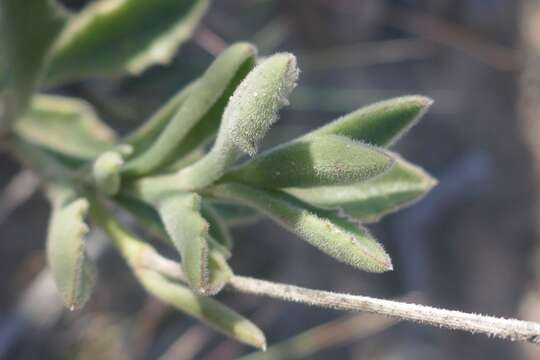 Image of Senecio hirtifolius DC.