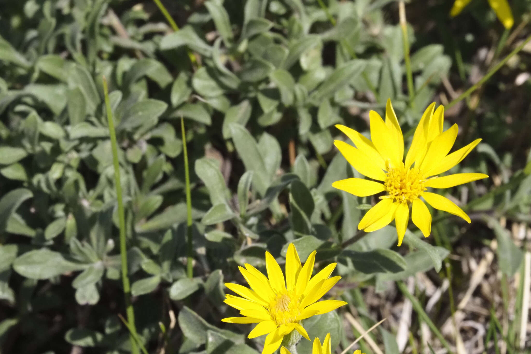 Image de Heterotheca villosa var. depressa (Rydb.) J. C. Semple