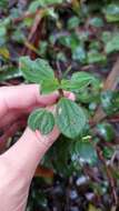 Image of Peperomia tequendamana Trel.