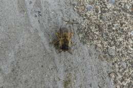 Image of Bee